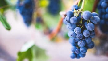 a bunch of blue grapes on a vine
