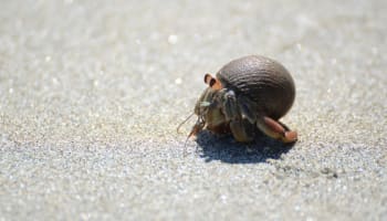 a hermit crab walking on sand