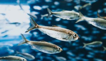 a group of silver fish swimming in water