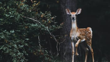 a deer standing next to a tree