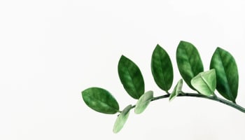 a close up of a plant