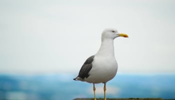 a bird standing on a ledge