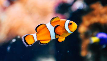 a clown fish swimming in water