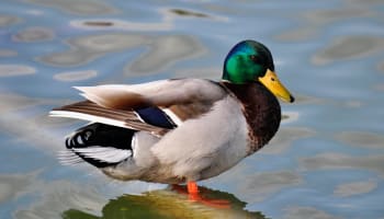 a duck standing on water