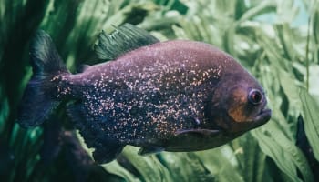 a fish swimming in water