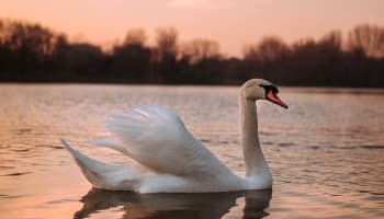 a white swan in water