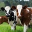 a group of cows standing in a grassy field