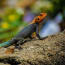 a lizard on a rock