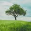 a tree in a field of grass