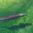 an alligator in the water