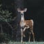 a deer standing next to a tree