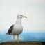 a bird standing on a ledge