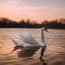 a white swan in water