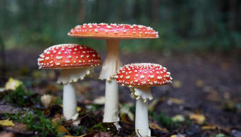 a group of red and white mushrooms