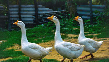 a group of white geese walking on grass