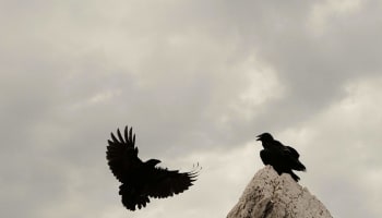 a bird flying next to a bird