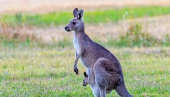 a kangaroo with a baby kangaroo in its pouch