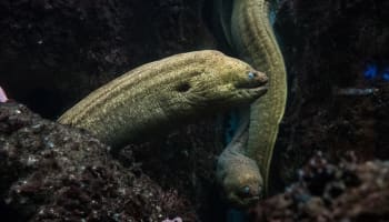 a green eel swimming in the water