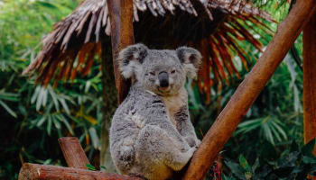 a koala bear sitting in a tree