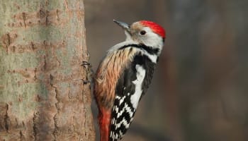 a bird on a tree