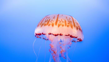 a jellyfish in the water
