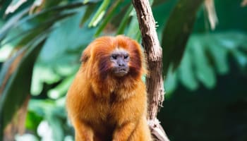 a monkey sitting on a branch