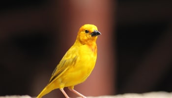 a yellow bird standing on a rock