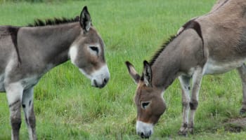two donkeys grazing in a field