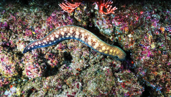 a sea creature on the rocks