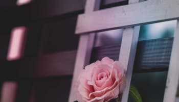 a pink rose on a white ladder