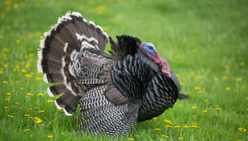 a turkey standing in grass