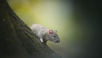 a mouse on a tree