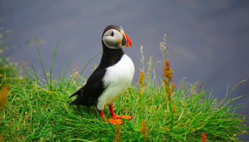 a bird standing on grass