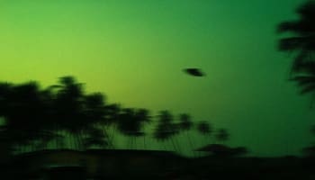 a blurry image of a bird flying over a group of palm trees