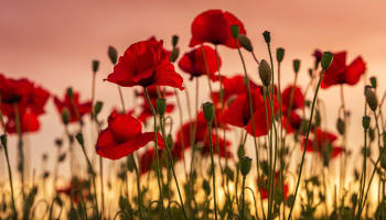 a group of red flowers