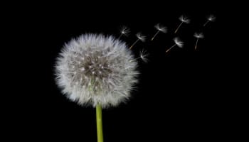 a dandelion flower with seeds flying away