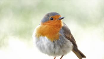 a bird standing on a branch