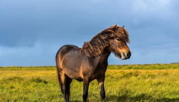 a horse standing in a field