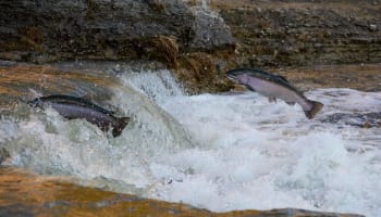 a group of fish jumping out of a river