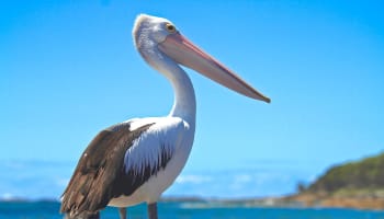 a bird standing on a rock