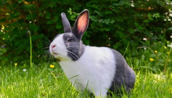 a rabbit standing in grass