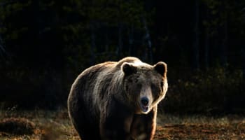 a bear walking in the woods