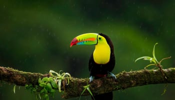 a bird with a colorful beak on a branch