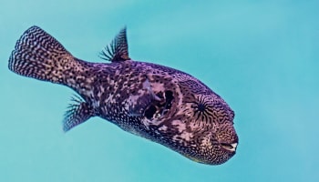 a fish swimming in the water