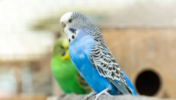 a blue and white bird on a branch