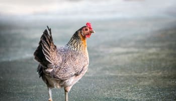 a chicken standing on a concrete surface