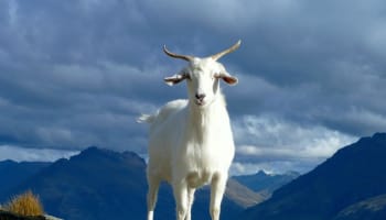 a white goat standing on a rock