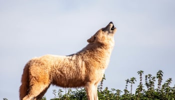 a wolf howling at the sky
