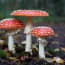 a group of red and white mushrooms