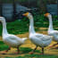 a group of white geese walking on grass